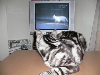 x1pxOYwqu4SjF72lDWSTueOUj6CJcmwod4xNLz6P20uc4vAQ3JvuU15MTS8ep6Z9gO3a9kuAeVvGXEUPSyrzFP7G8DyCv0DNOwL0-VgRML9rV8QgOvX9sEvzA.jpg